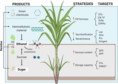 Applying Molecular Phenotyping Tools to Explore Sugarcane Carbon Potential